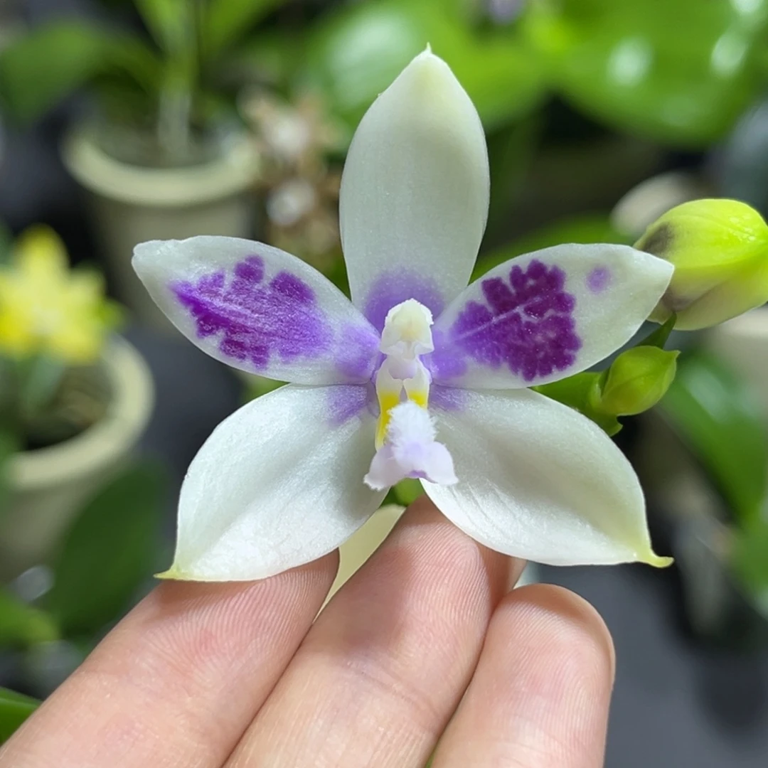 完全开放2.5寸33333开花株