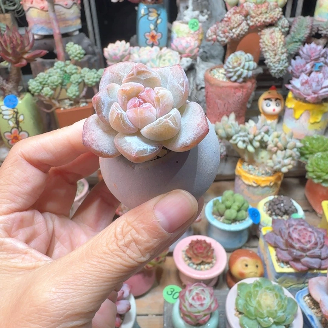 精品 多肉含盆土 一物一拍