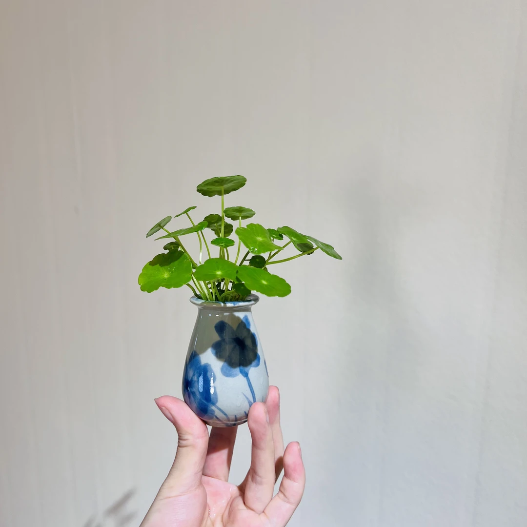 水培铜钱草室内办公桌四季常青好养