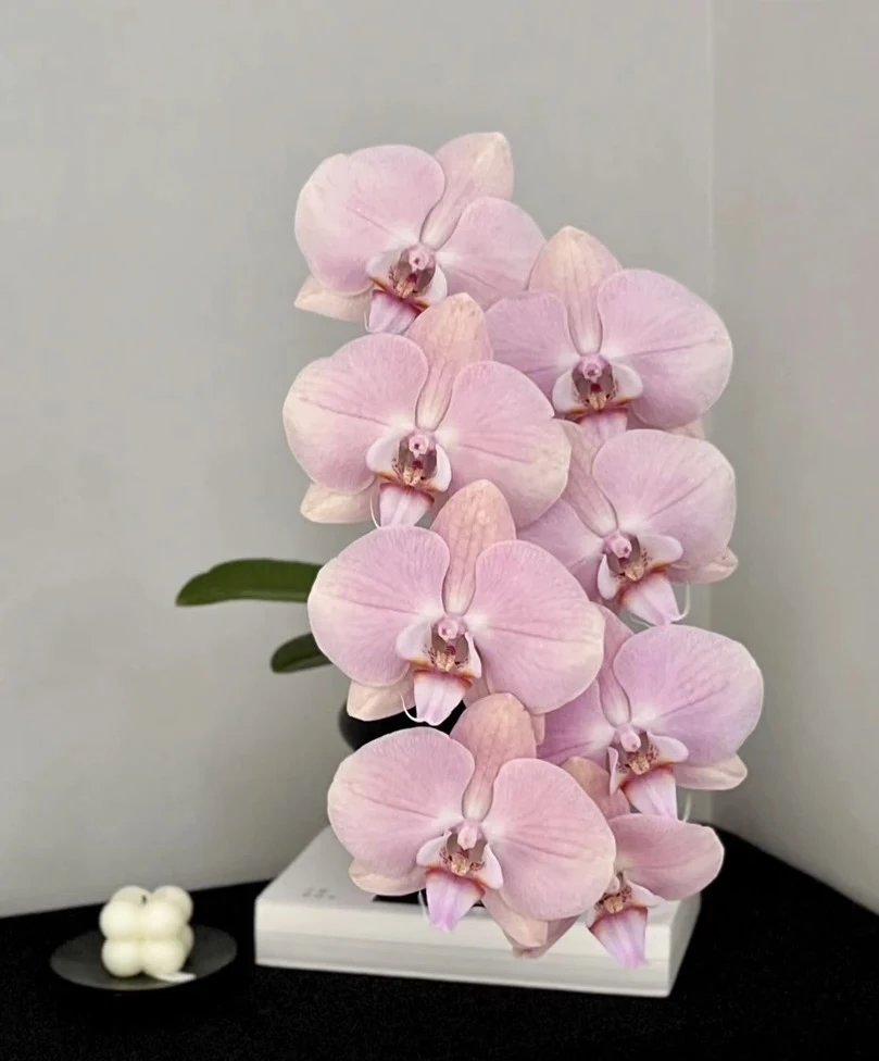 【罗马 】3.5寸杯蝴蝶兰  弱根 室内高端花卉