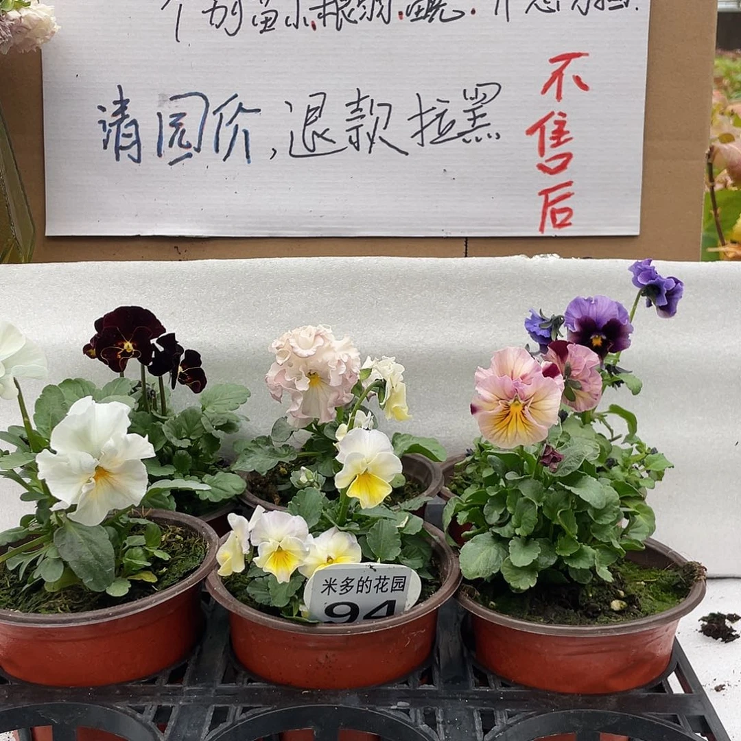 大部分花苞少量开放94