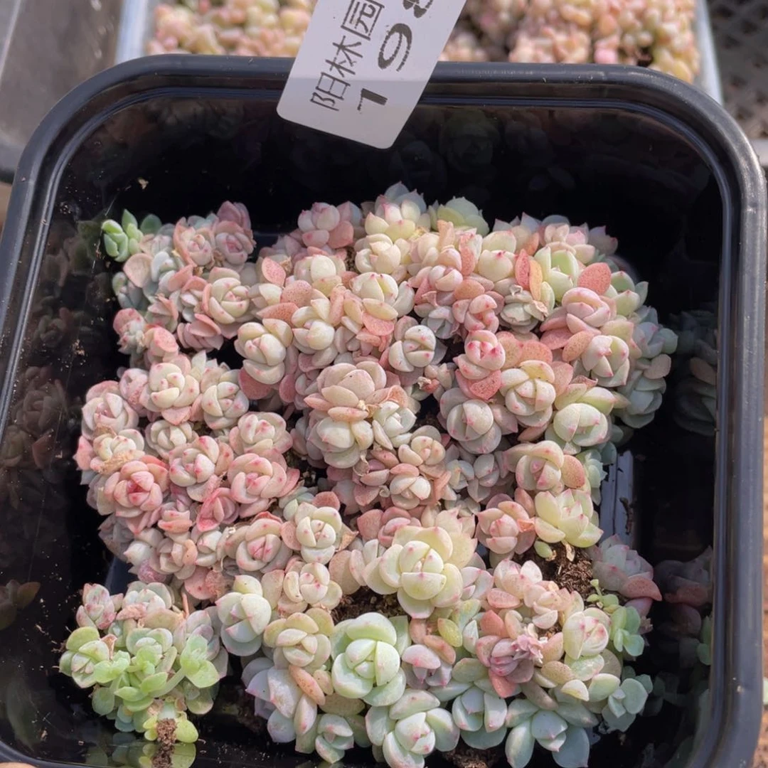 多肉植物多肉植物198