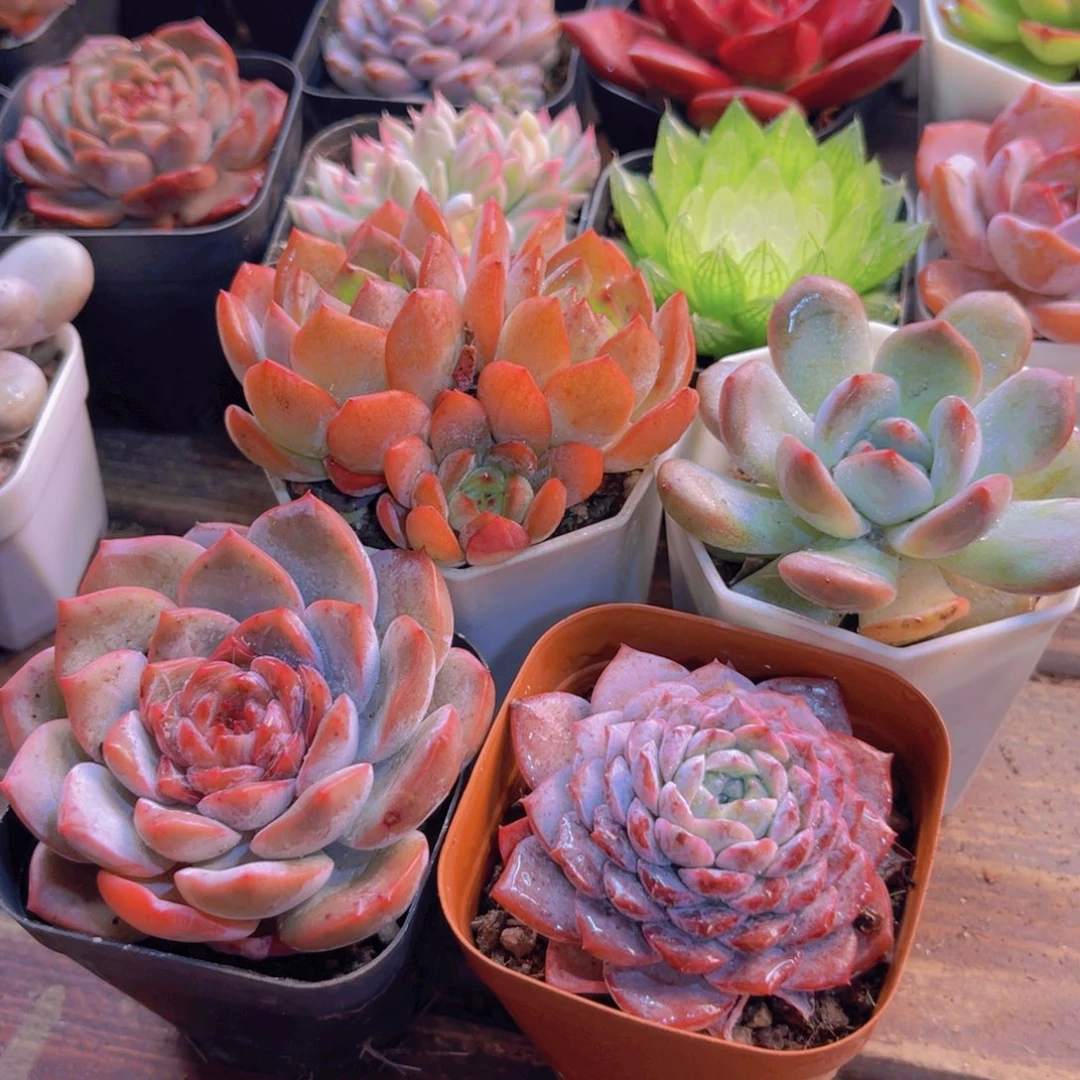 全明星 橙梦露 恩宠 糖心