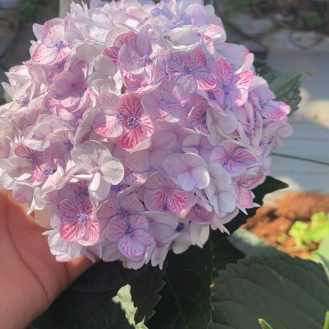绣球切花一物一拍3枝起包邮，206