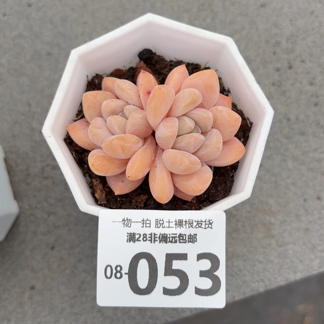 冰橙多肉多肉多肉