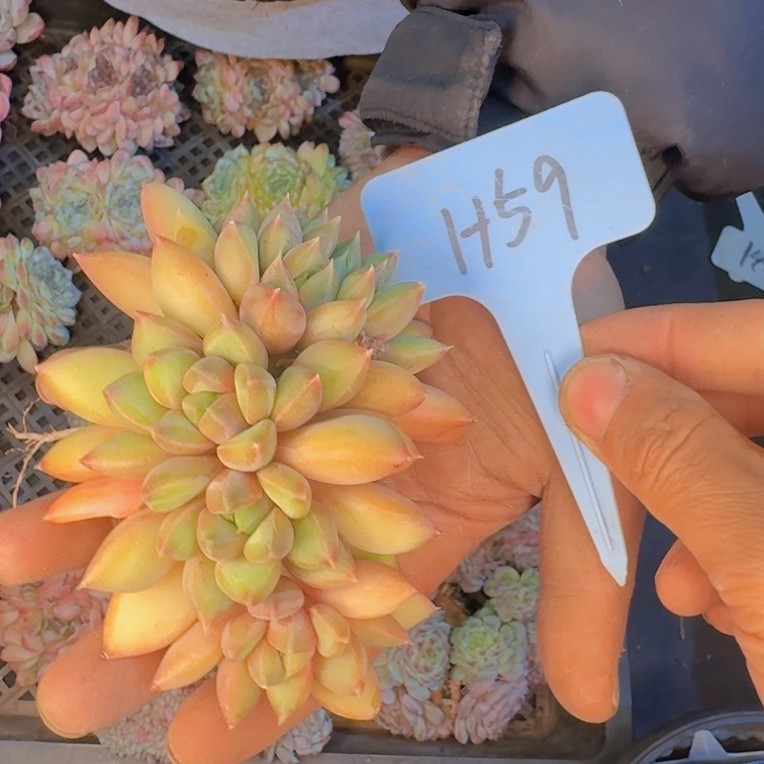 多肉植物的生长发育和生长