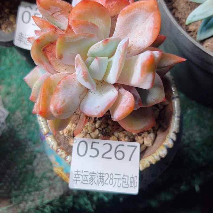 闲***风幸运的是我还没遇到过