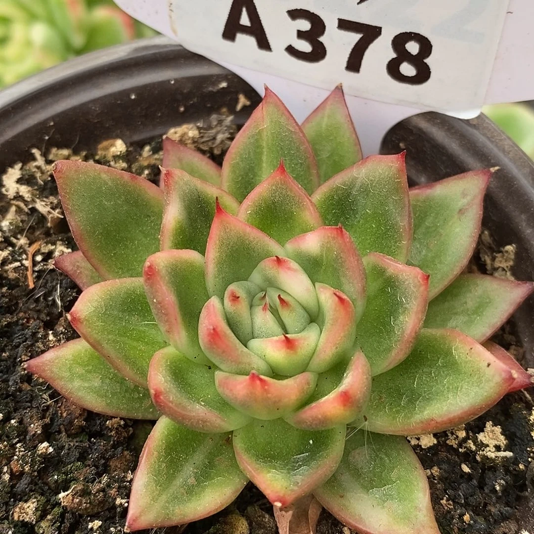 378卡利哈哈哈哈哈哈