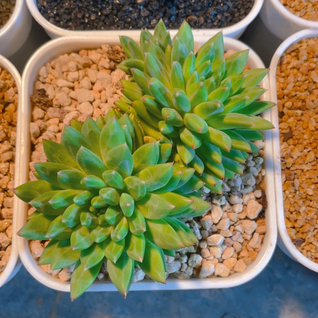 星际迷航多肉植物一棵