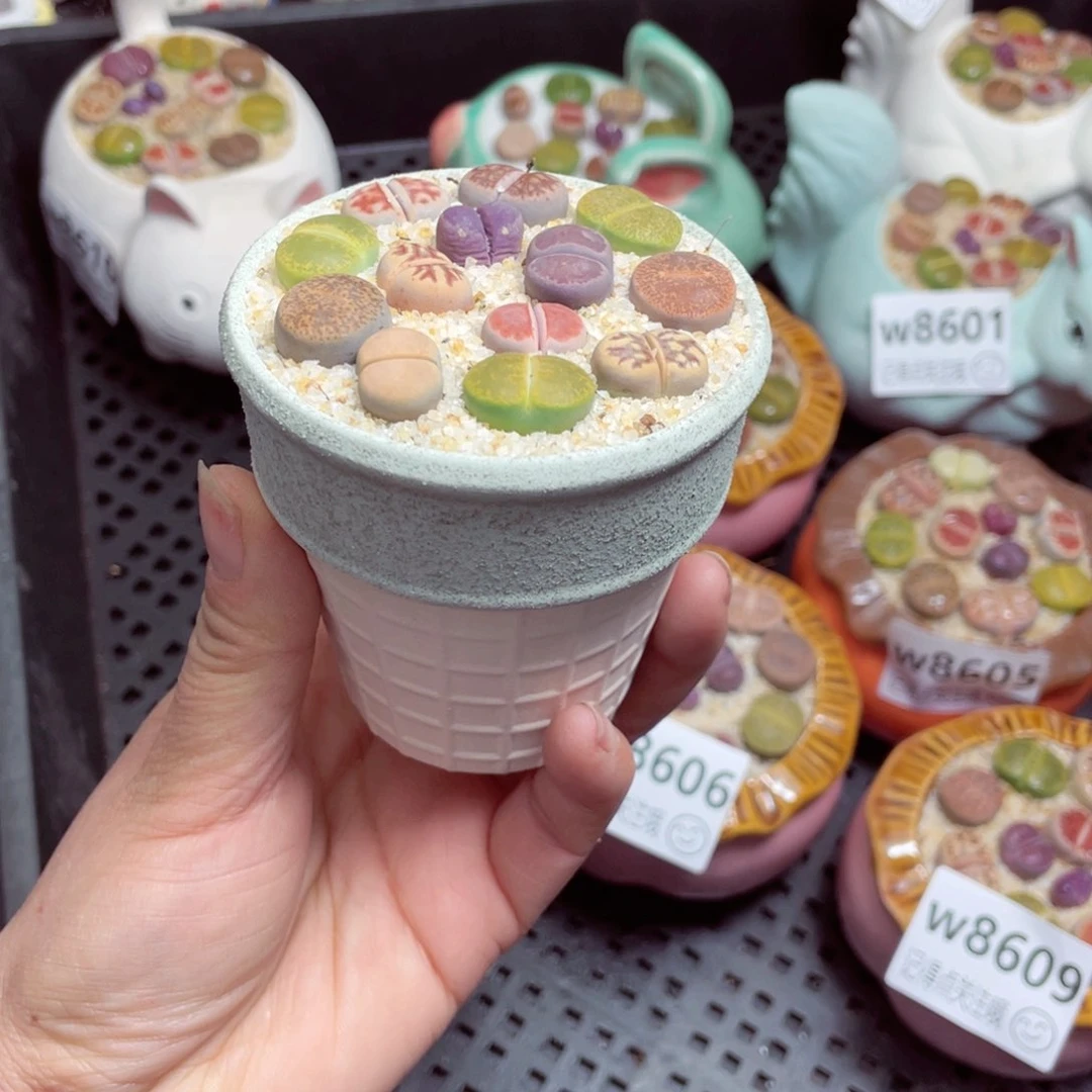 w 8612 -零下地区拍保温箱  -15支持寄养