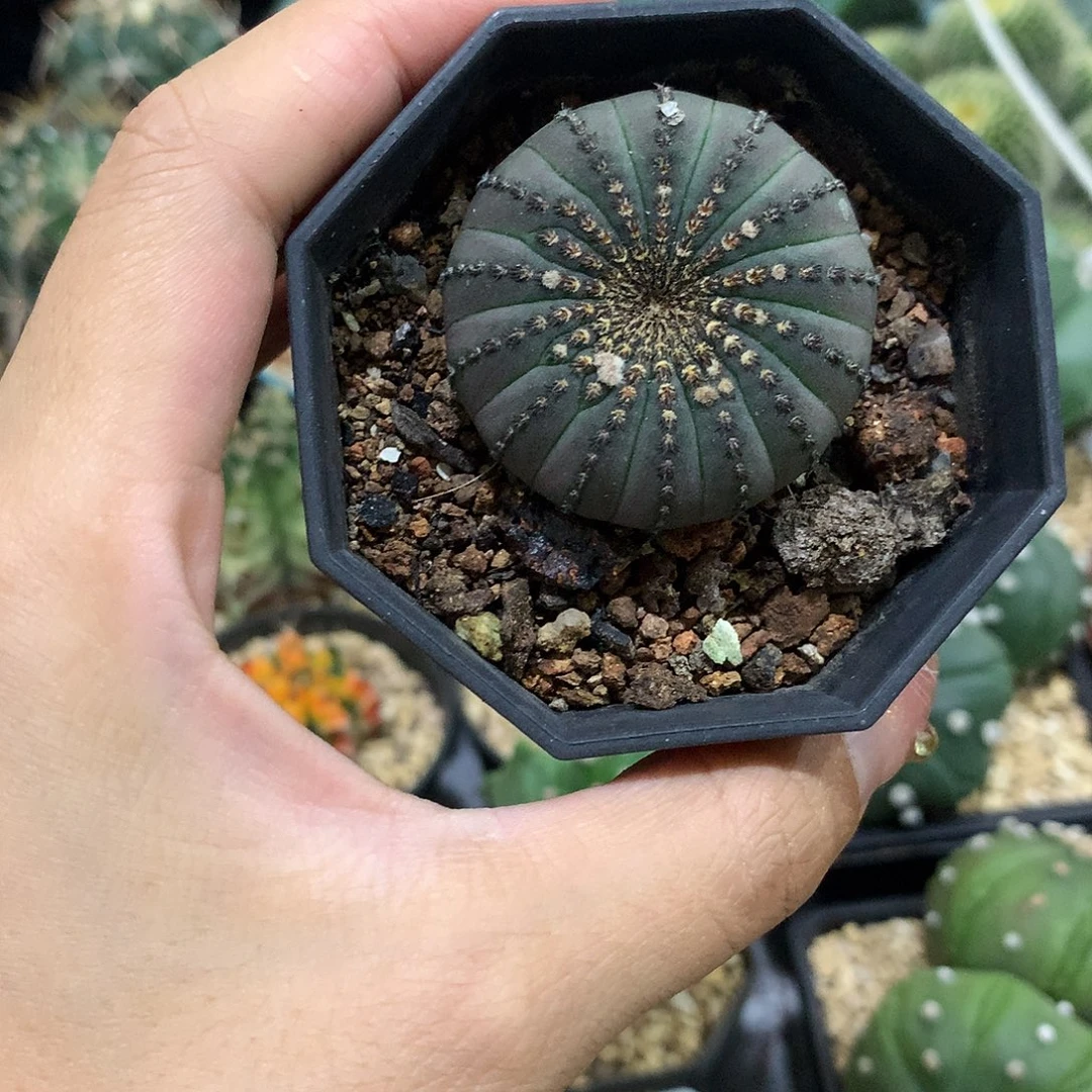 当前无花栽培后可以开花实生根大型士童