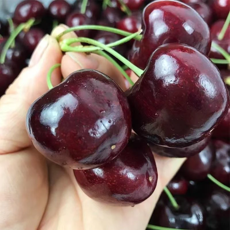 智利车厘子树苗特大樱桃树南方北方四季种植地栽别墅庭院果树