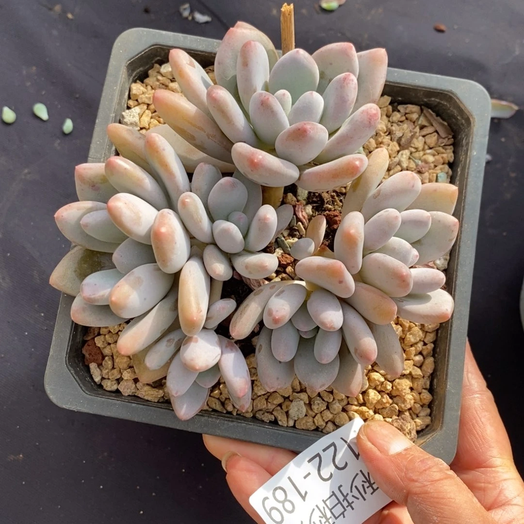 两单包邮1122-189三明治