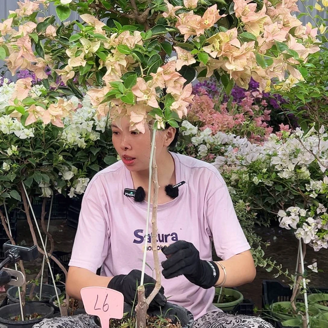 星***）大部分花苞少量开放L6所罗门