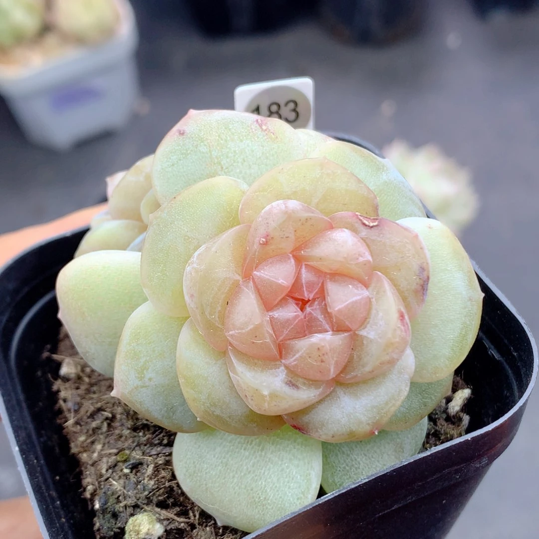 58包邮  群生不包整183