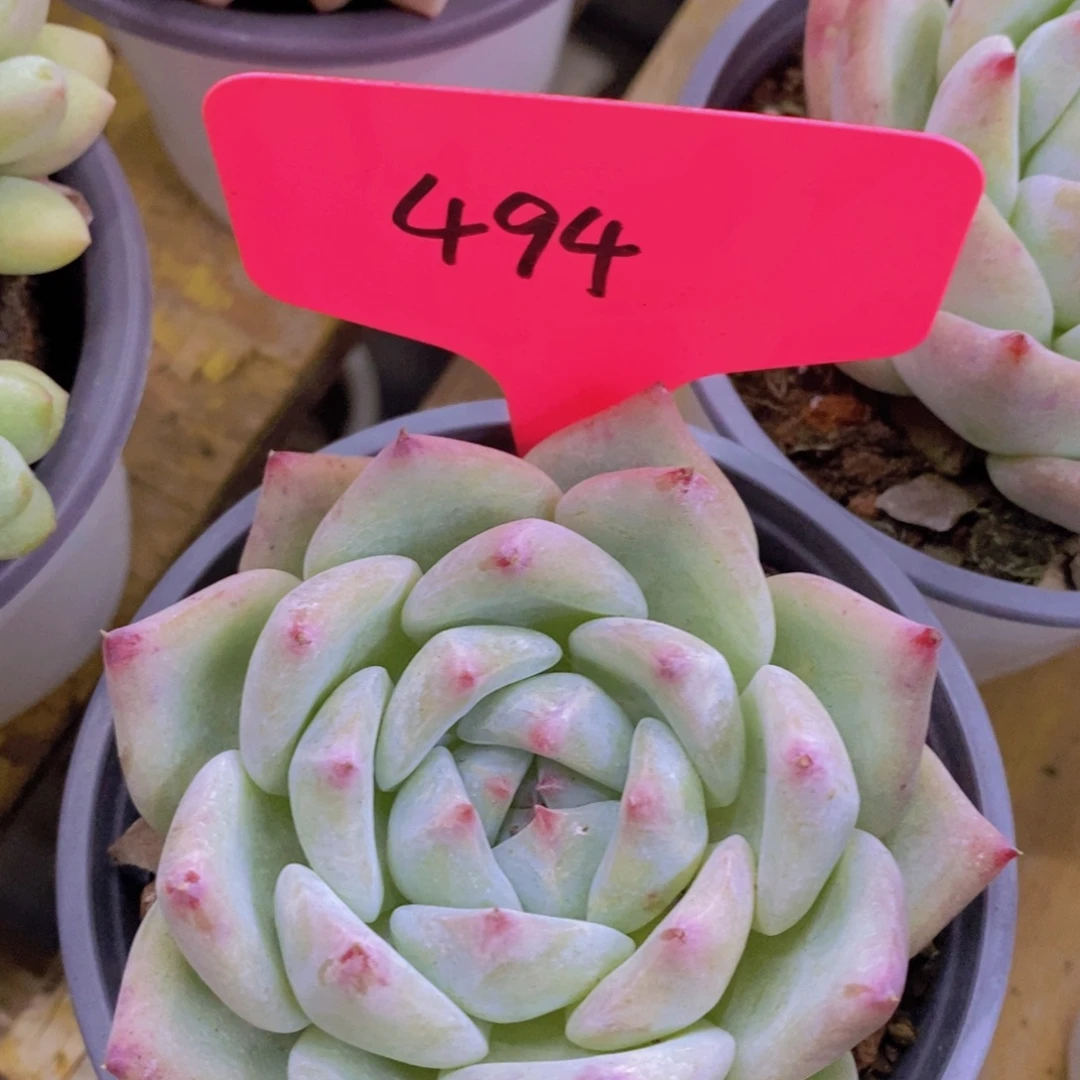 开心多肉，一图一拍