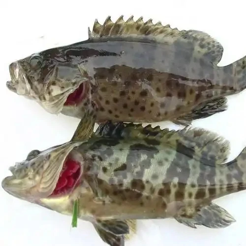 【鲜活石斑鱼】默认打氧气配送 小时到家 约700g/条《加工熟食》如需处理请备注