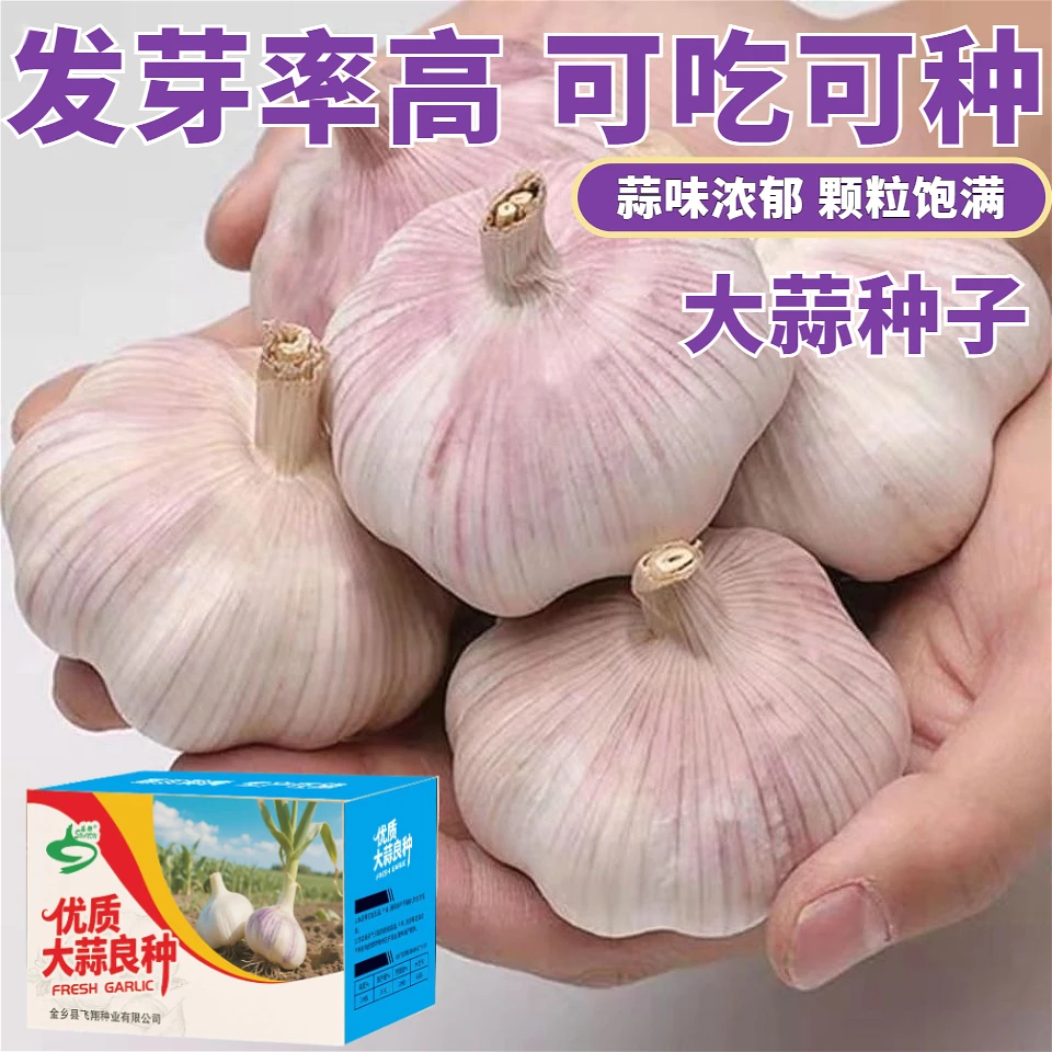 大蒜种子山东金乡新蒜种发芽率高批发农家自种蒜头可种植可吃可种