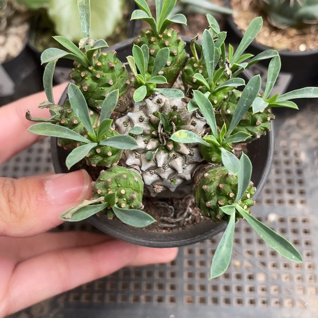 596峨眉山（满18元包邮）