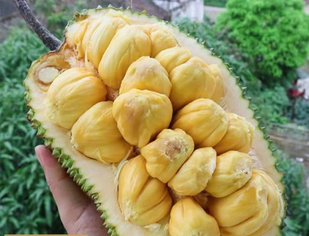 云南菠萝蜜现摘新鲜老品种超甜大树牛肚子果一整个发货包邮