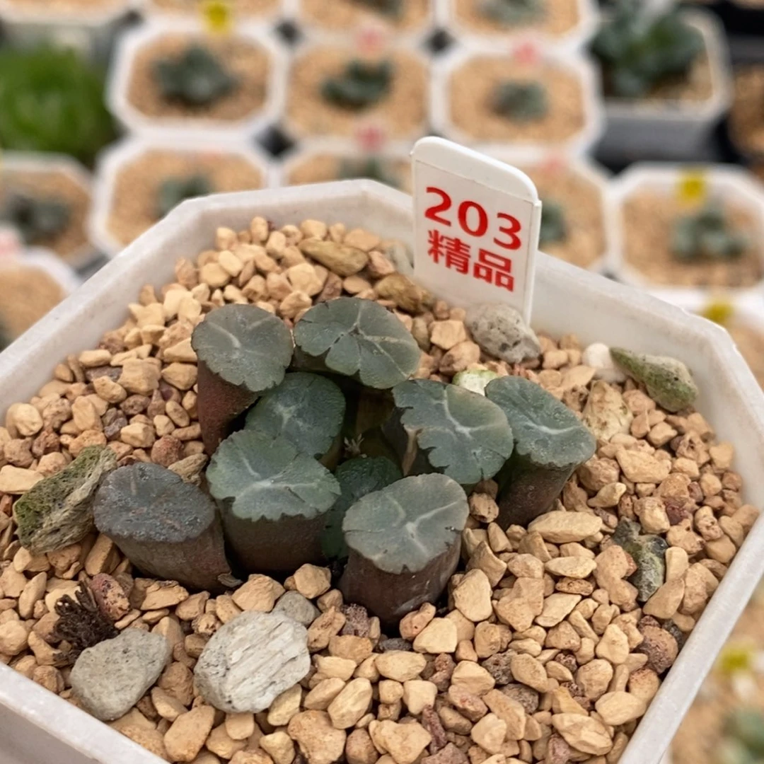 不开花植物203万象锦