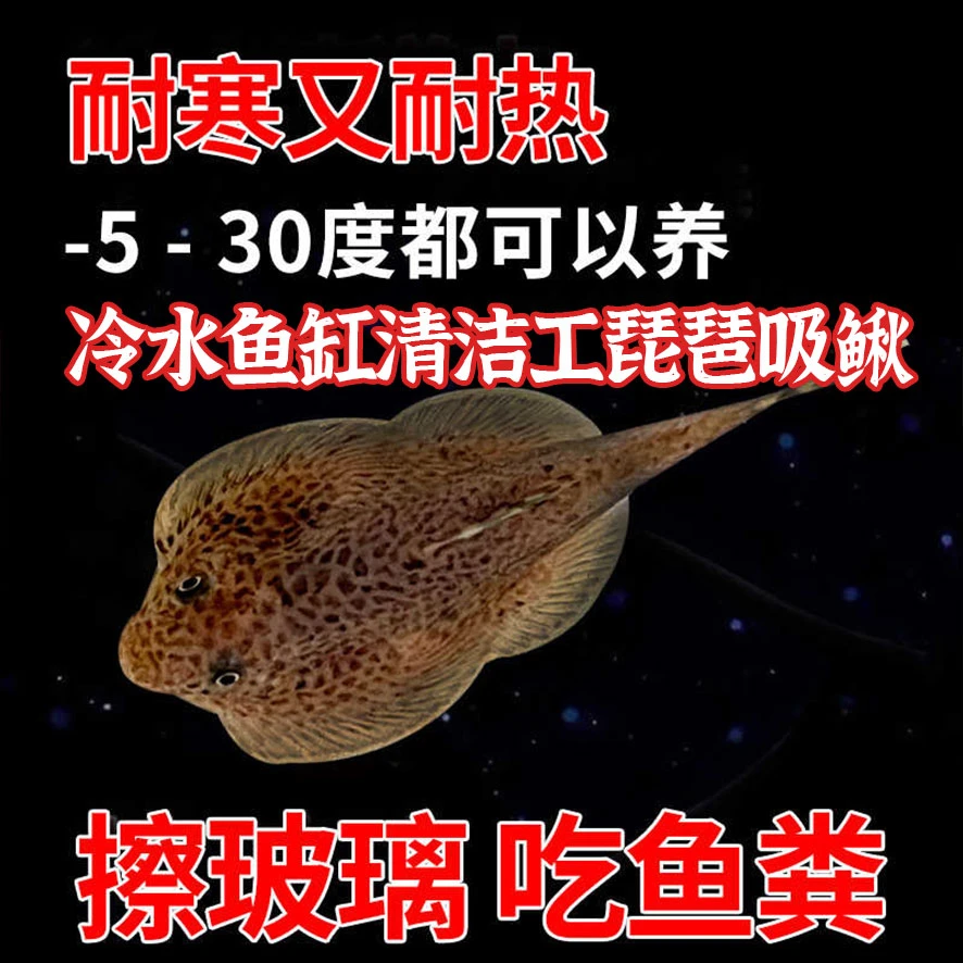 琵琶吸鳅冷水鱼清道夫观赏鱼溪流琵琶鱼除藻清洁工具鱼热带鱼