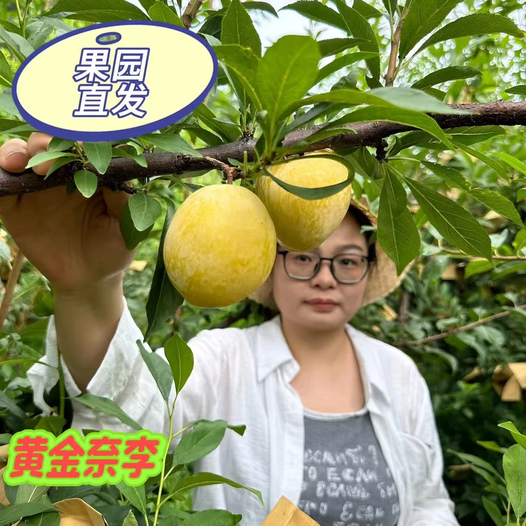 （顺丰）正宗黄金奈李新鲜应季水果包邮（精选通果）