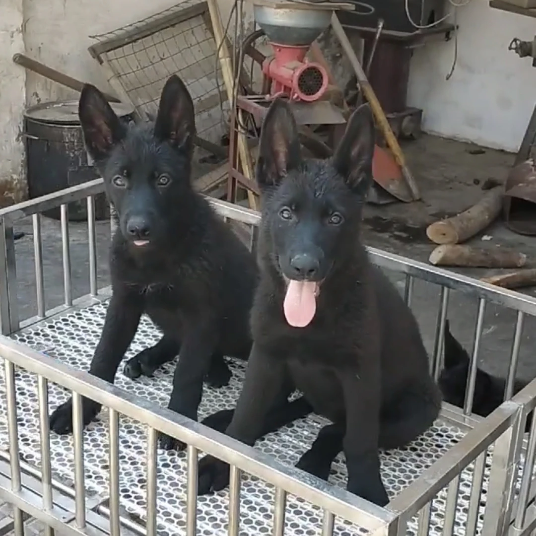 东德牧羊犬幼犬黑色狼灰色活体宠物看家护卫工作犬