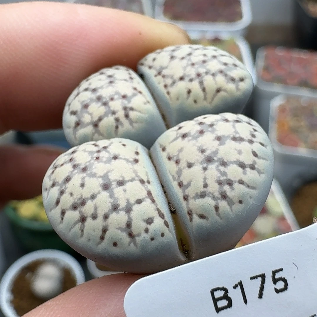 175多肉哈哈哈哈哈哈哈