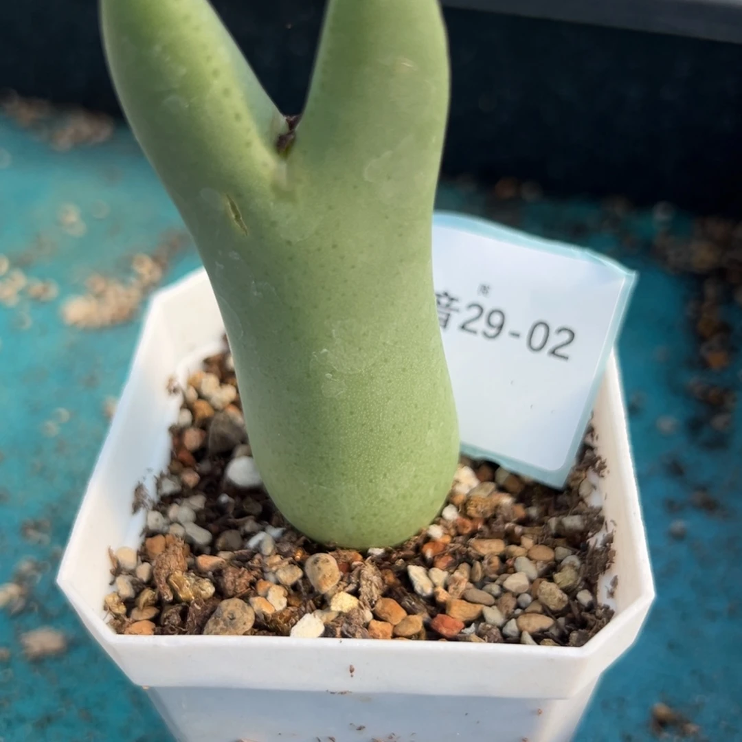 29-02大枪多肉植物