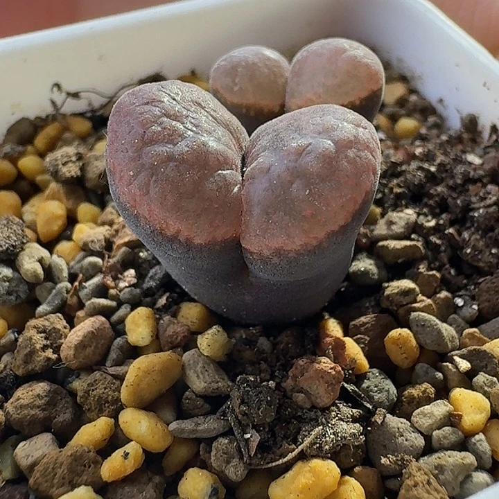 5号双头麒麟窗一物一拍