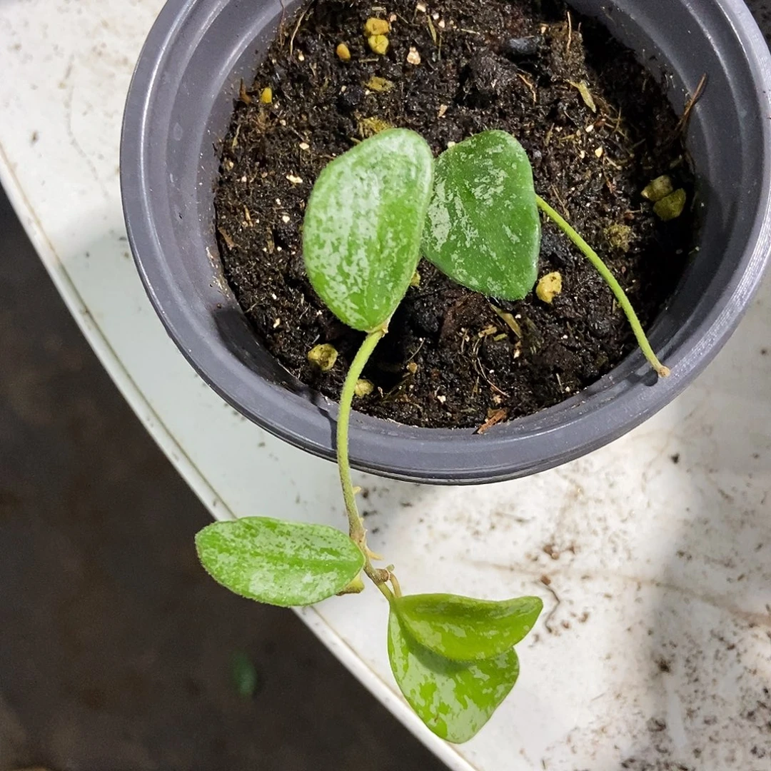 完全开放高斑芸豆
