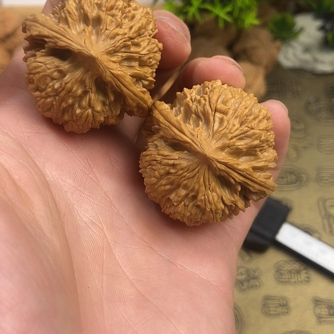 核桃皇家正圆尺寸40全品无修油蜡皮