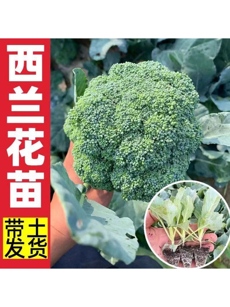有机西兰花苗绿色花菜户外阳台抗寒耐冻蔬菜苗