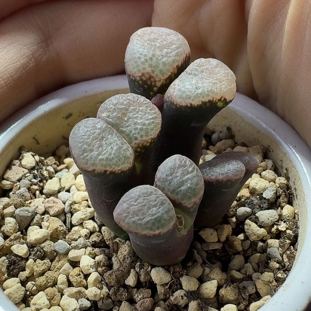 48号四头风铃一物一拍