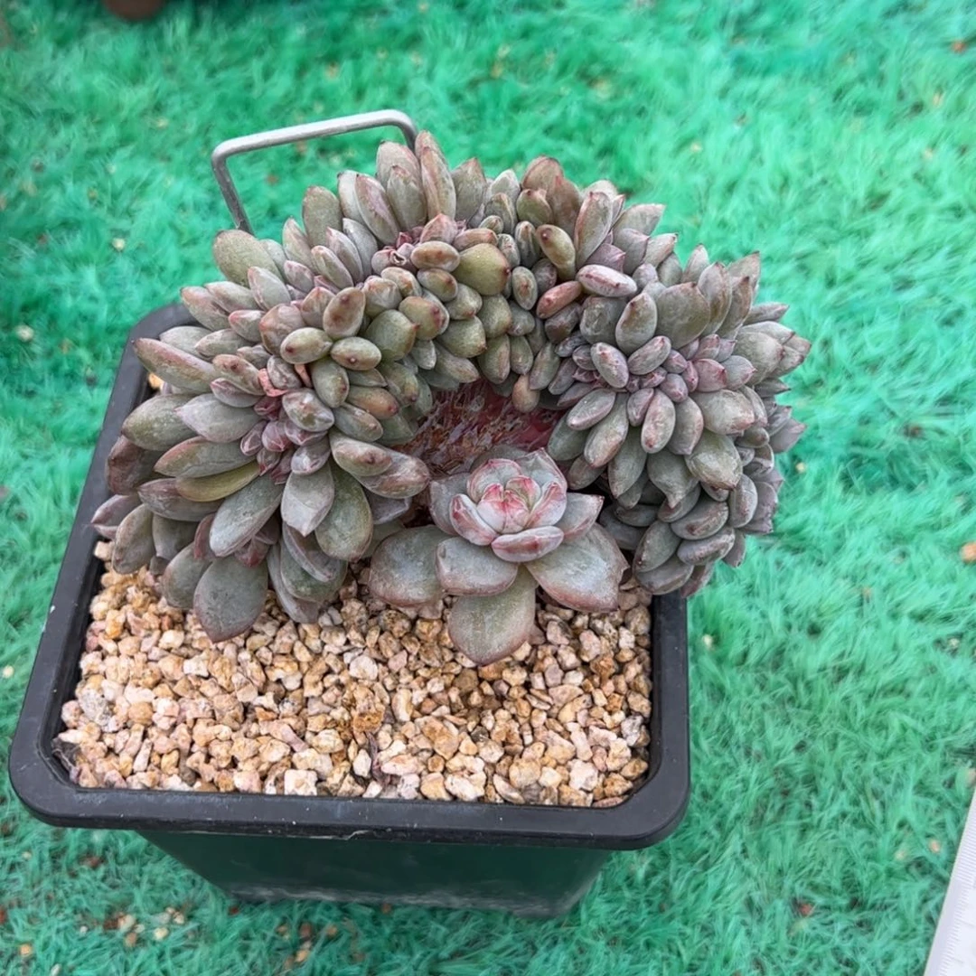 花***卷星影缀化星影缀化