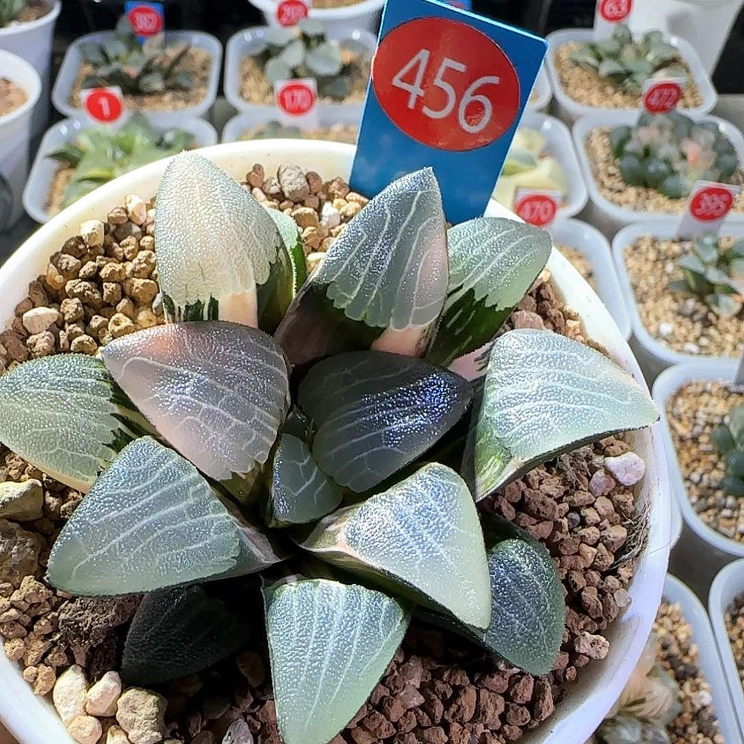 456号实生克锦一物一拍带盆土