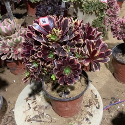 梅*会欧嘉莉捧花一物一拍