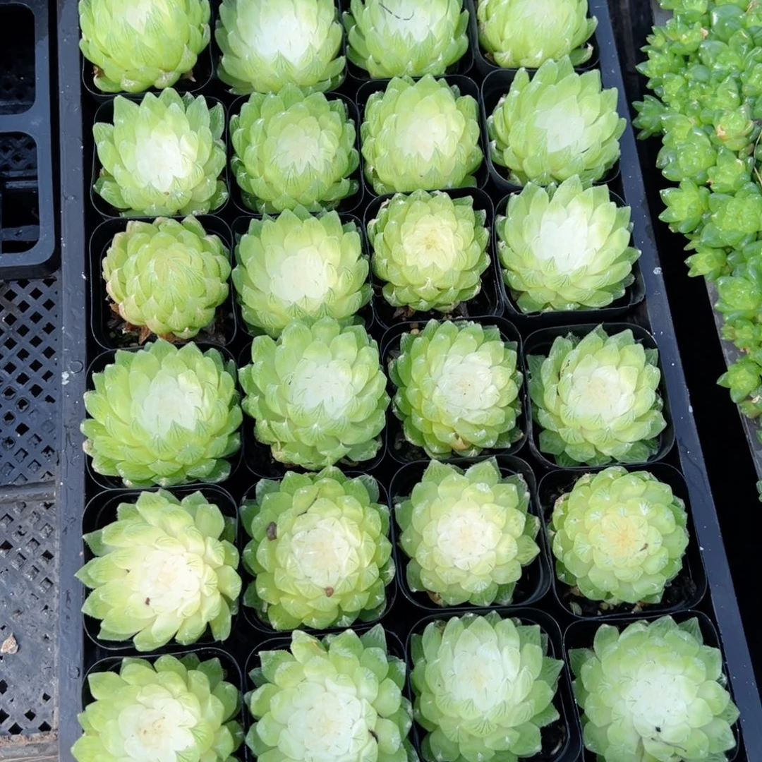 白莲花多肉植物一颗多肉