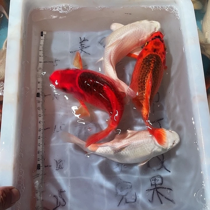 蝴蝶鲤鱼渔场直发17