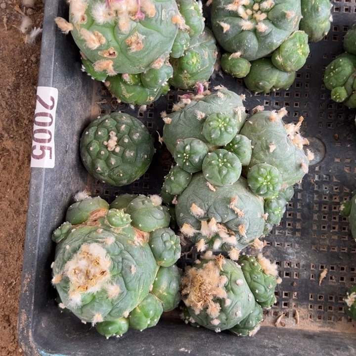 海鲜仙人球组合2005号