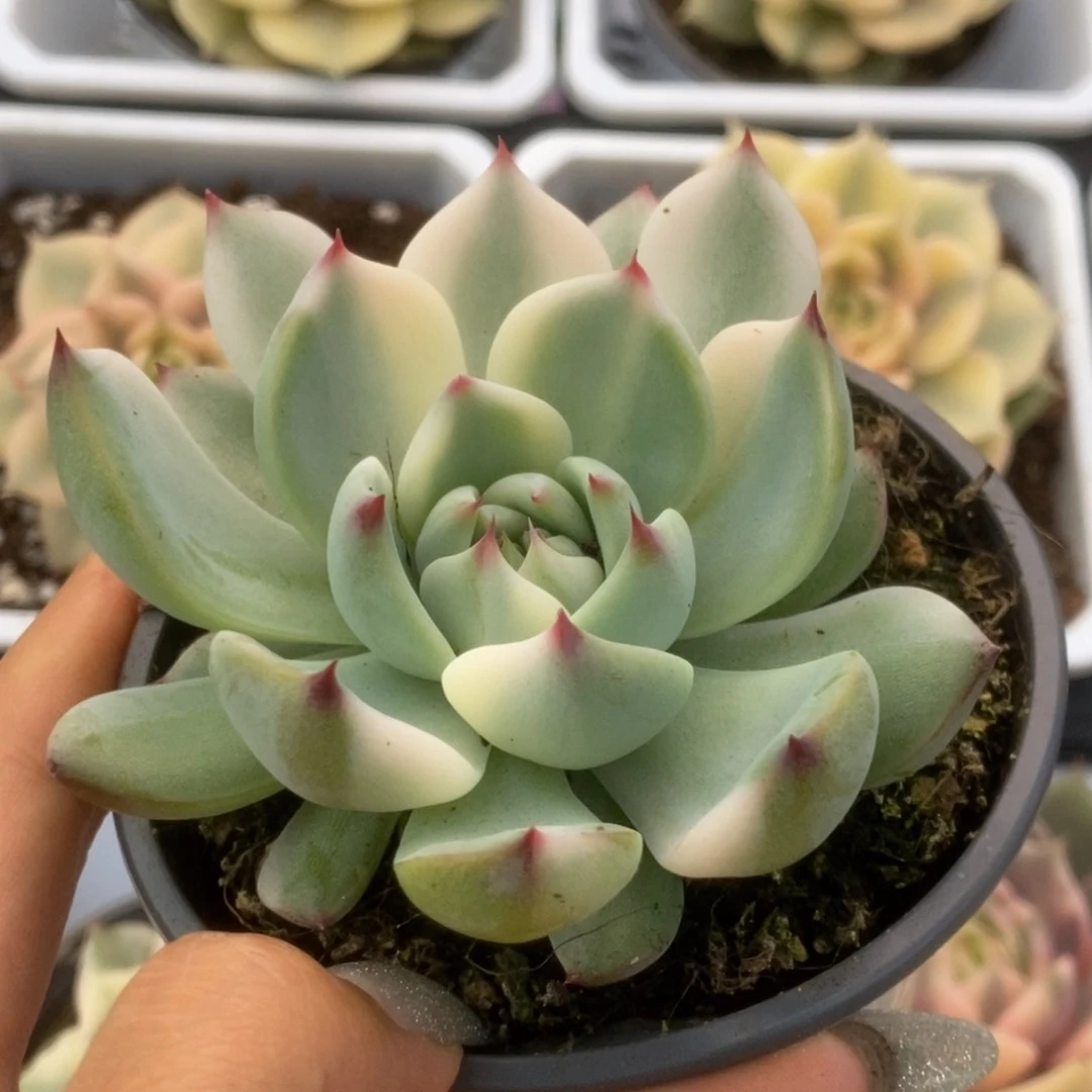100锦锦锦锦锦锦锦锦