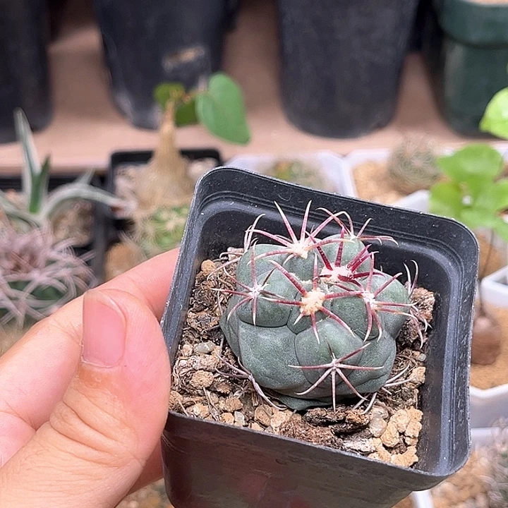 蓝皮绯冠龙实生球一颗