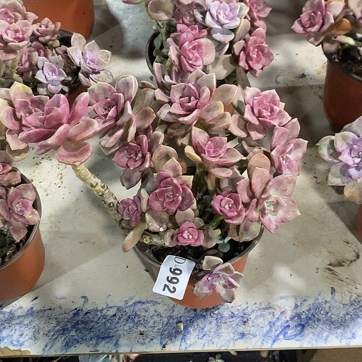 时***院992鹅肝多肉植物多肉