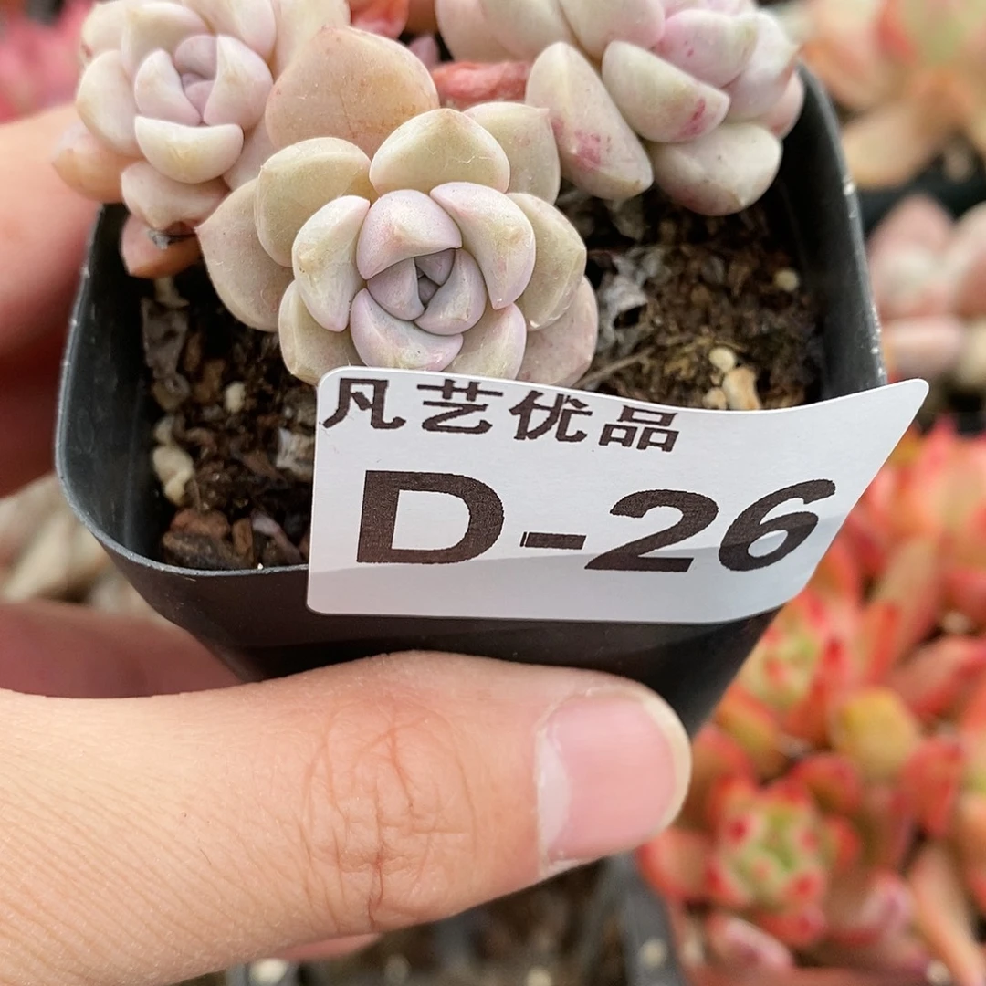 D26一物一拍满9.9包邮