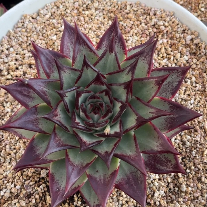 野乌超美1111111111111