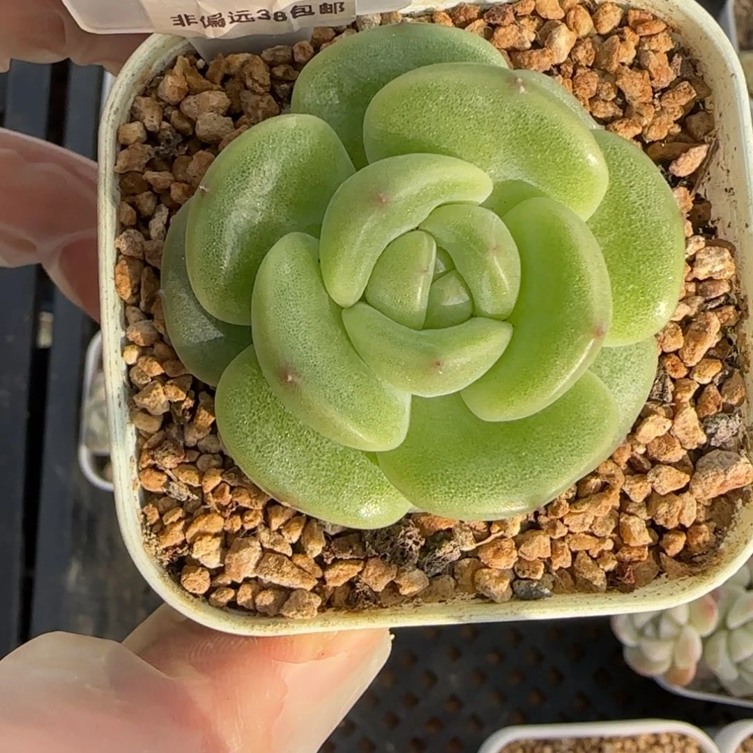 晦*.78东篱下多肉植物盆栽