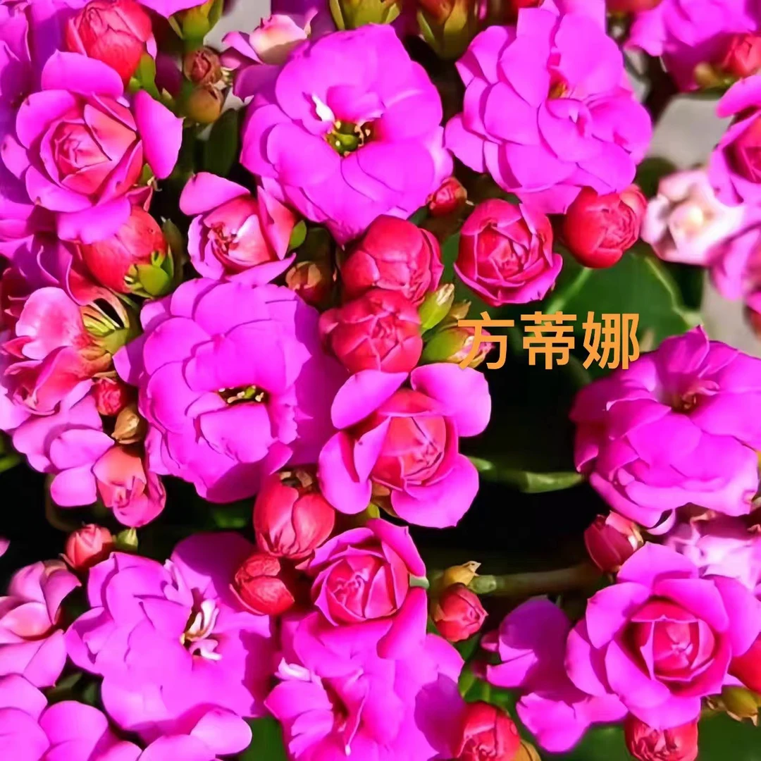 （方蒂娜)130口径盆，一盆，拍三发四