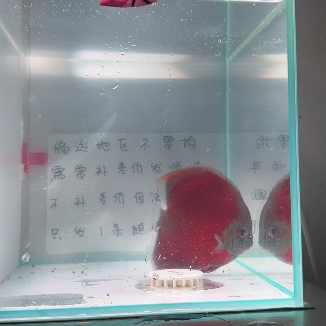 七彩神仙鱼肉身10-8偏远地区不拍