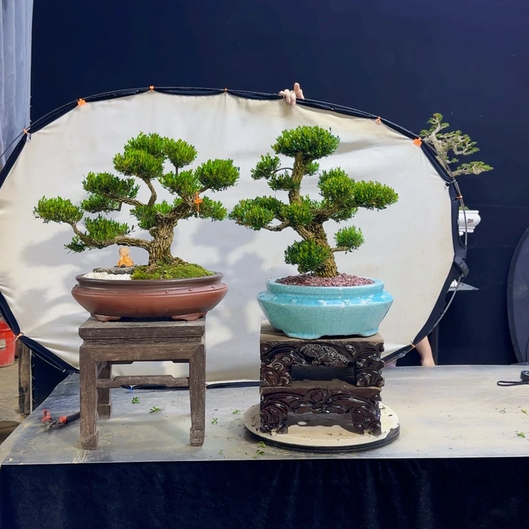 高端黄杨盆景艺术䄒